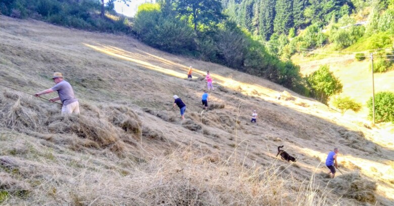 Bild von Helfern die Gras auf eiber gemähten Flächen zusammen rechen